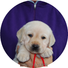 女の子(レッド母マリー)